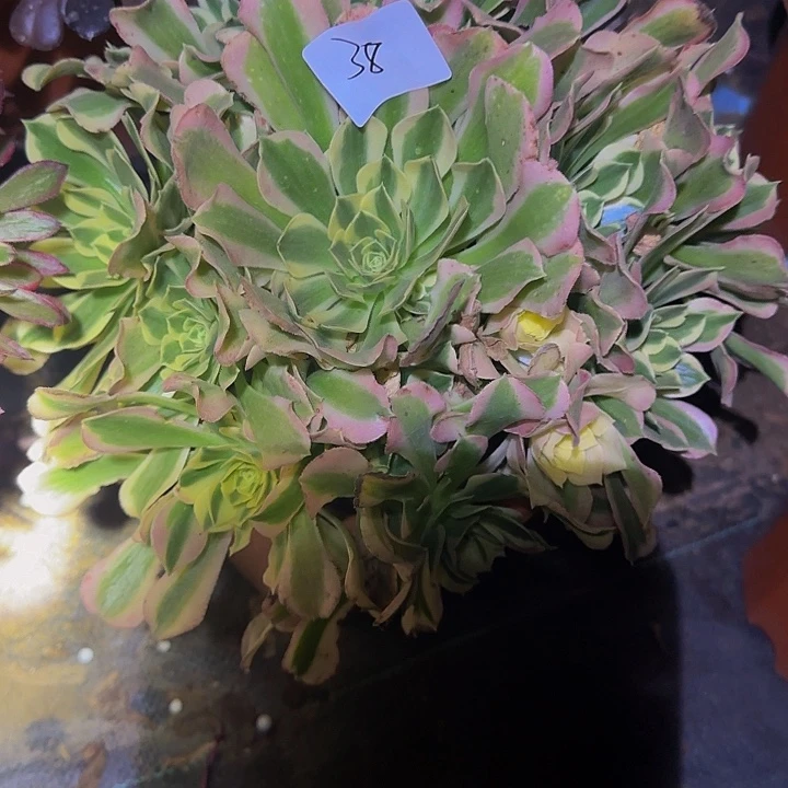 芹白凤亏本福利38