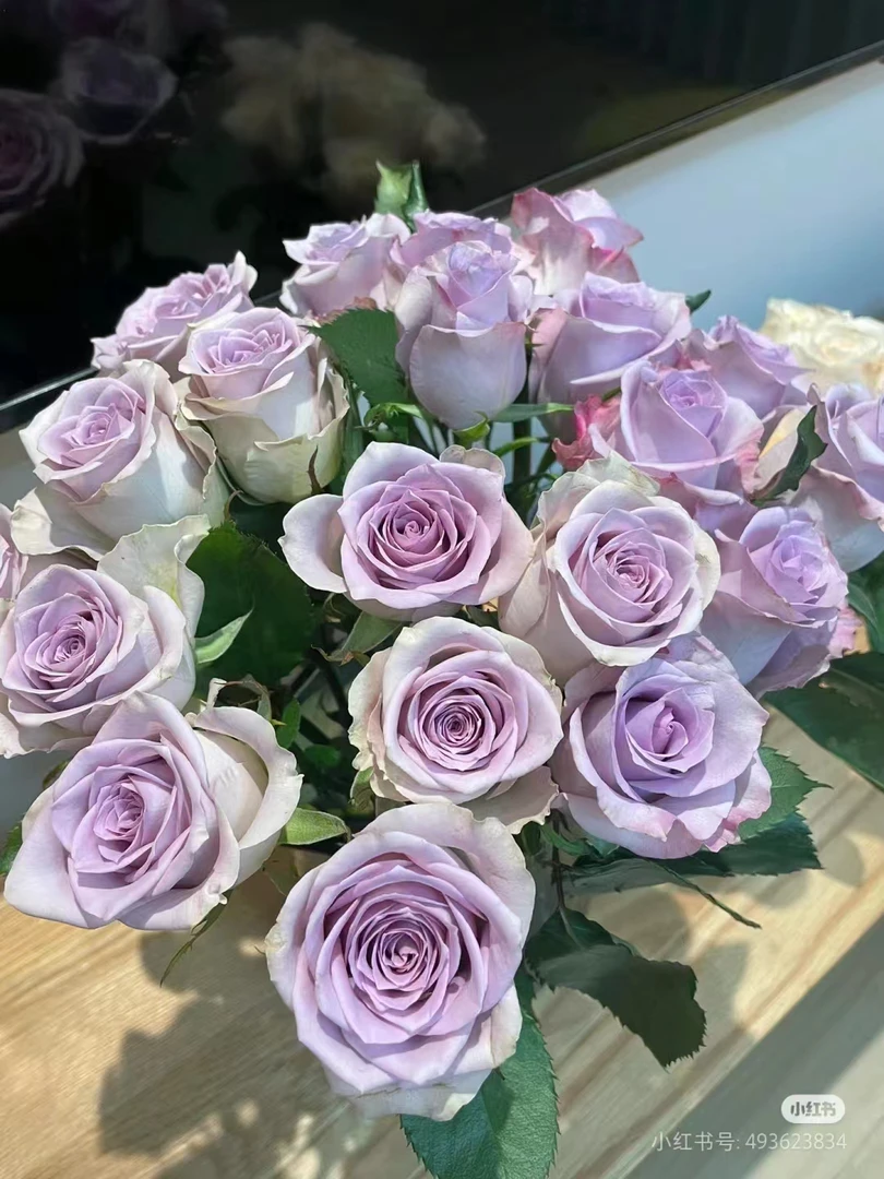 海洋之歌玫瑰【收到鲜花一定要醒花，不会的请联系客服】