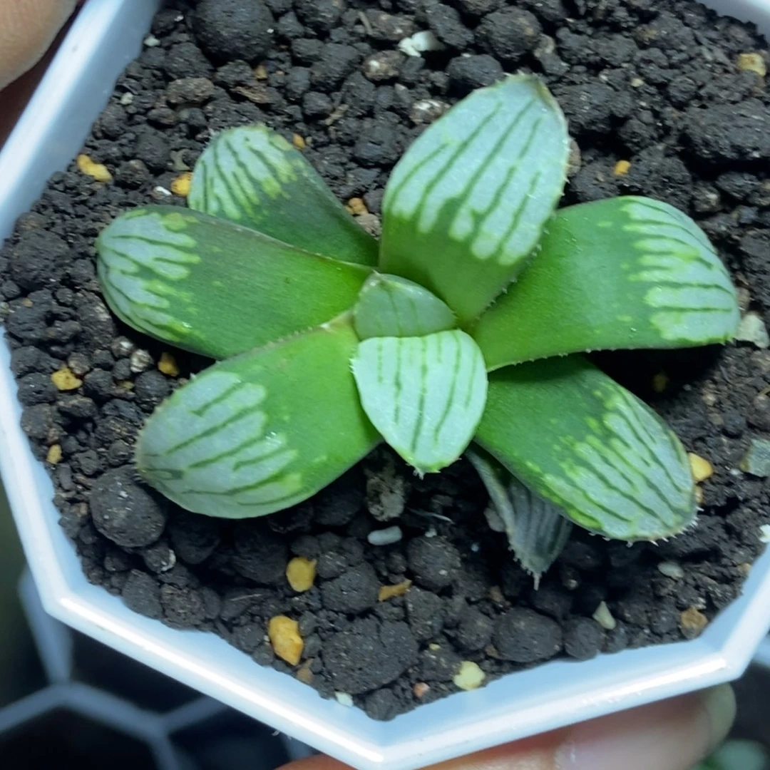 白***首是是是是是是是是是寿