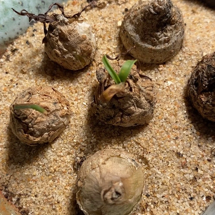 弹簧草一颗弹簧草