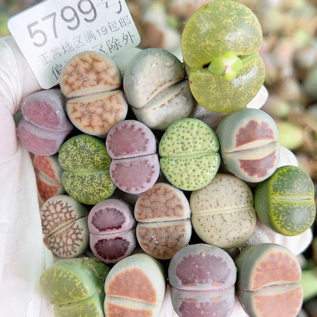 5799 好养易活生石花大母本18个