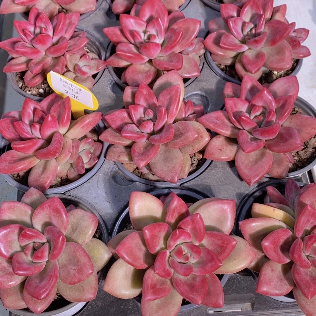 2-36-大单头母本赫菲斯托一个