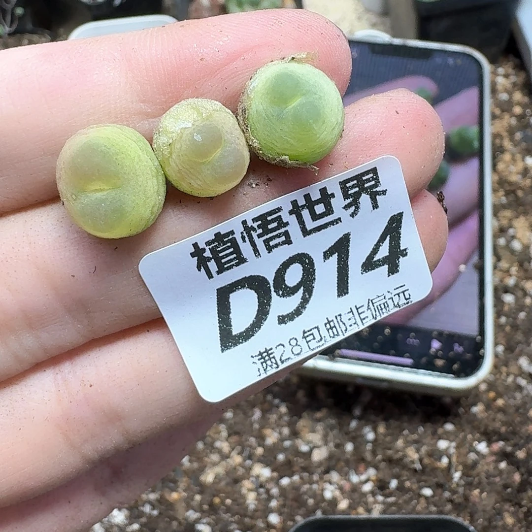 的润泽的润泽的肉多肉的人