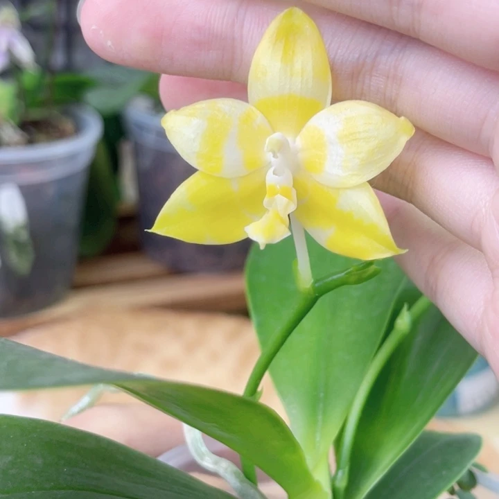 完全开放雅风黄故事-1566