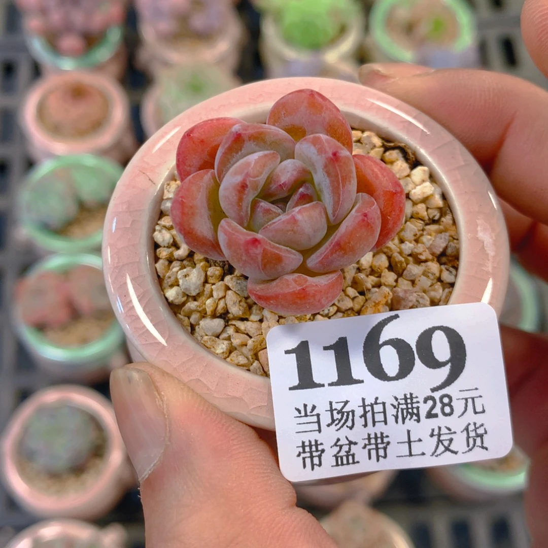 5厘米盆精控多肉1169