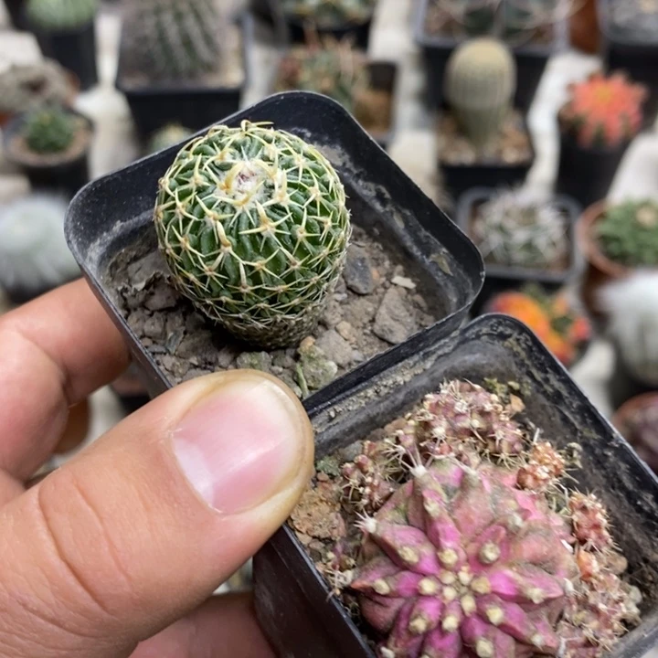 太刀岚海神2颗特价福利