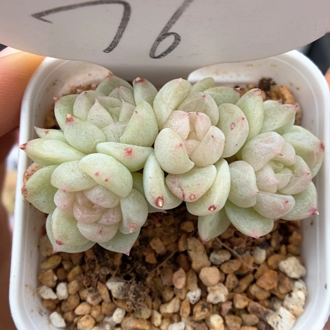 财富密码群生76号。