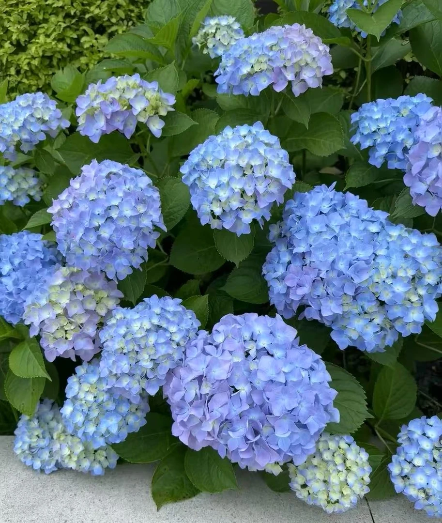 【拾漫】一物一拍绣球花好养花期长阳台盆栽庭院绣球