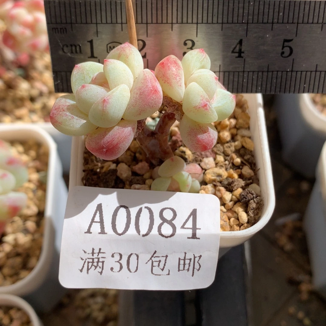 84。小脸三头小树冰玉。