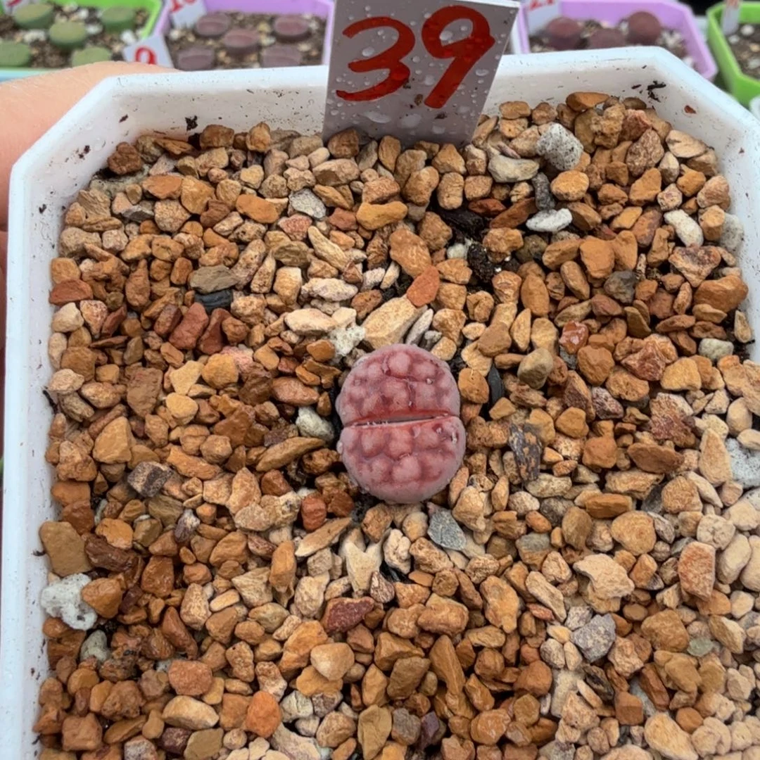 多喜多肉 阿克玫瑰脱土发货39