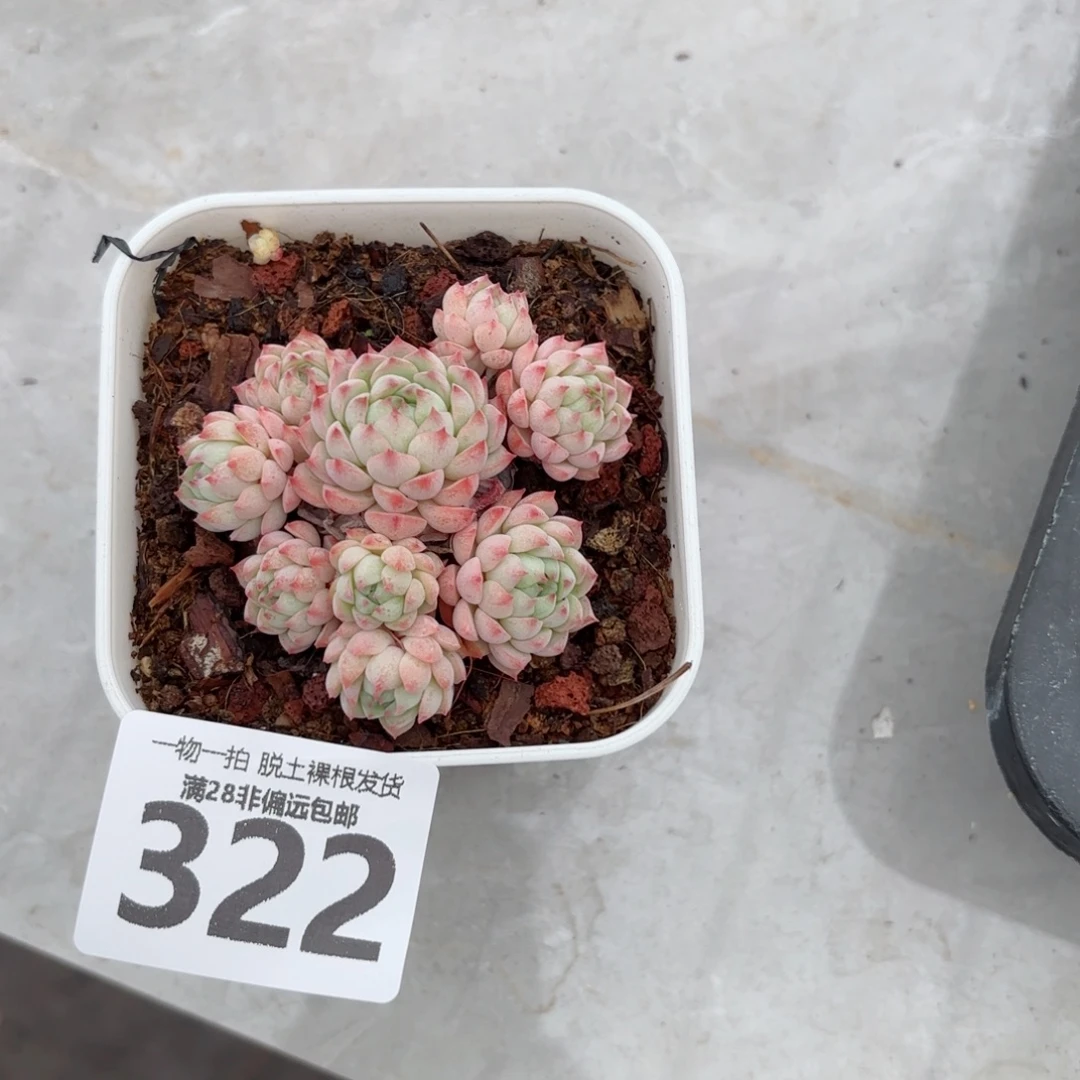 小粉梅无盆土发货