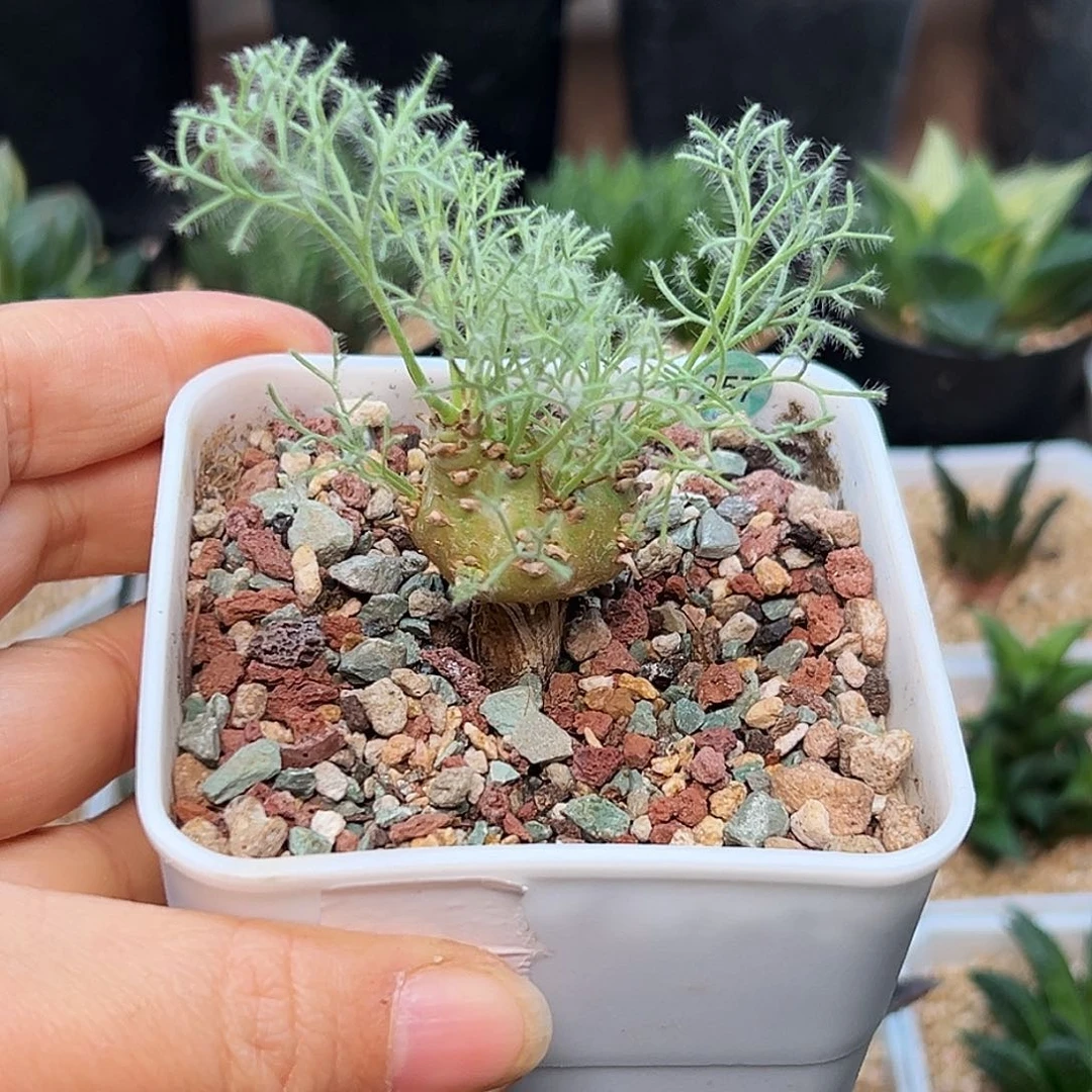 白皮月界实生球一颗