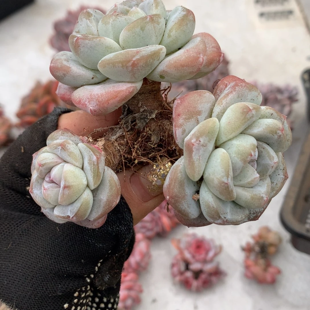 粗腿老庄冰玉哈哈哈哈哈哈哈