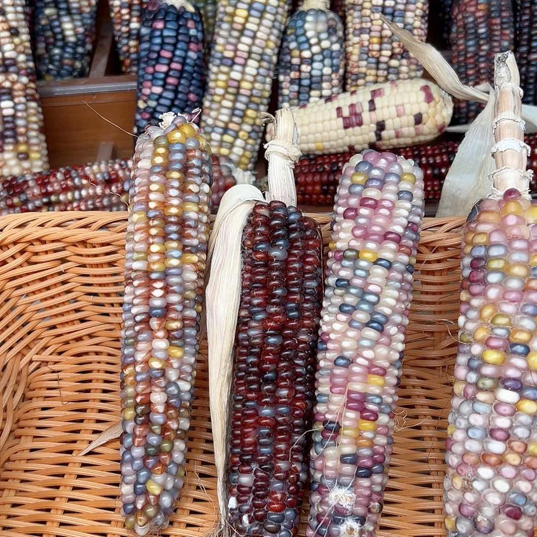 喜*文玩玉米毛料精品