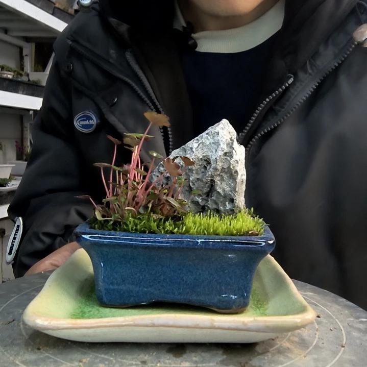 铁***鹅小盆景小植物一物一拍93