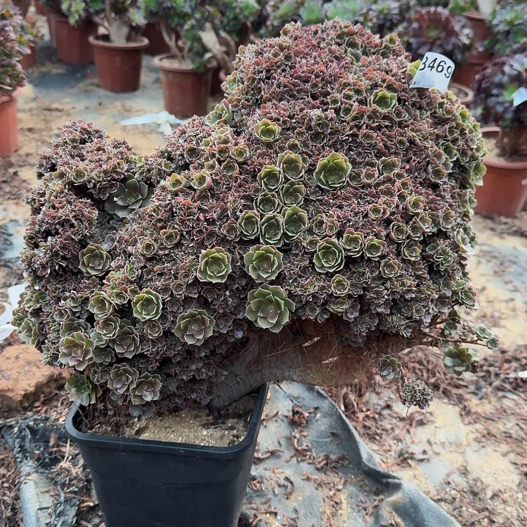 469玫瑰朵朵一颗也呀有伤