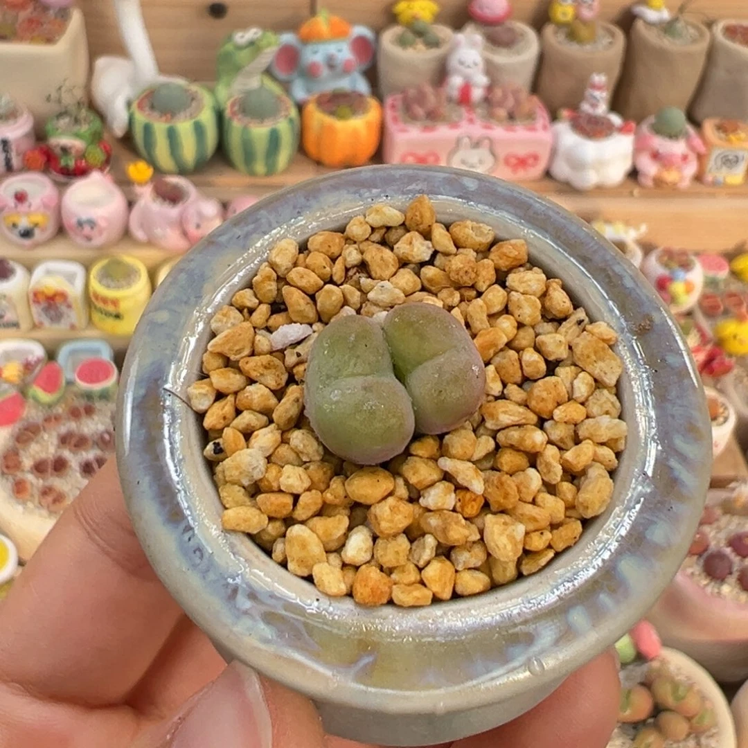 多肉植物15号空卡佛