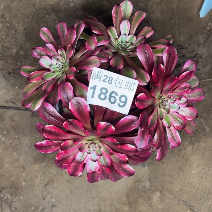 1869美姬多肉植物