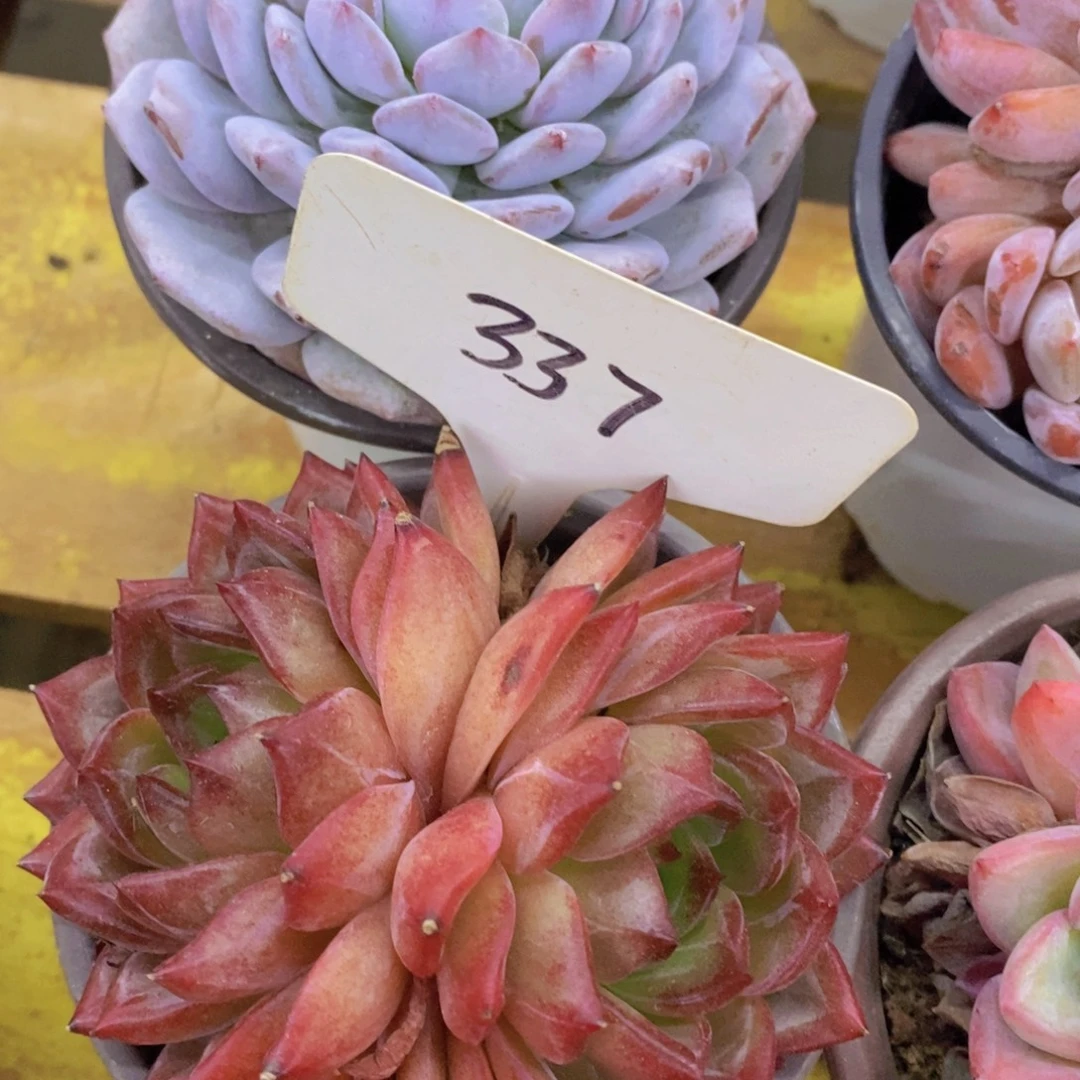 双十一专场活开始了