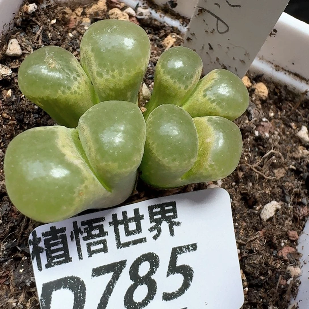 多肉我的润泽日子地方