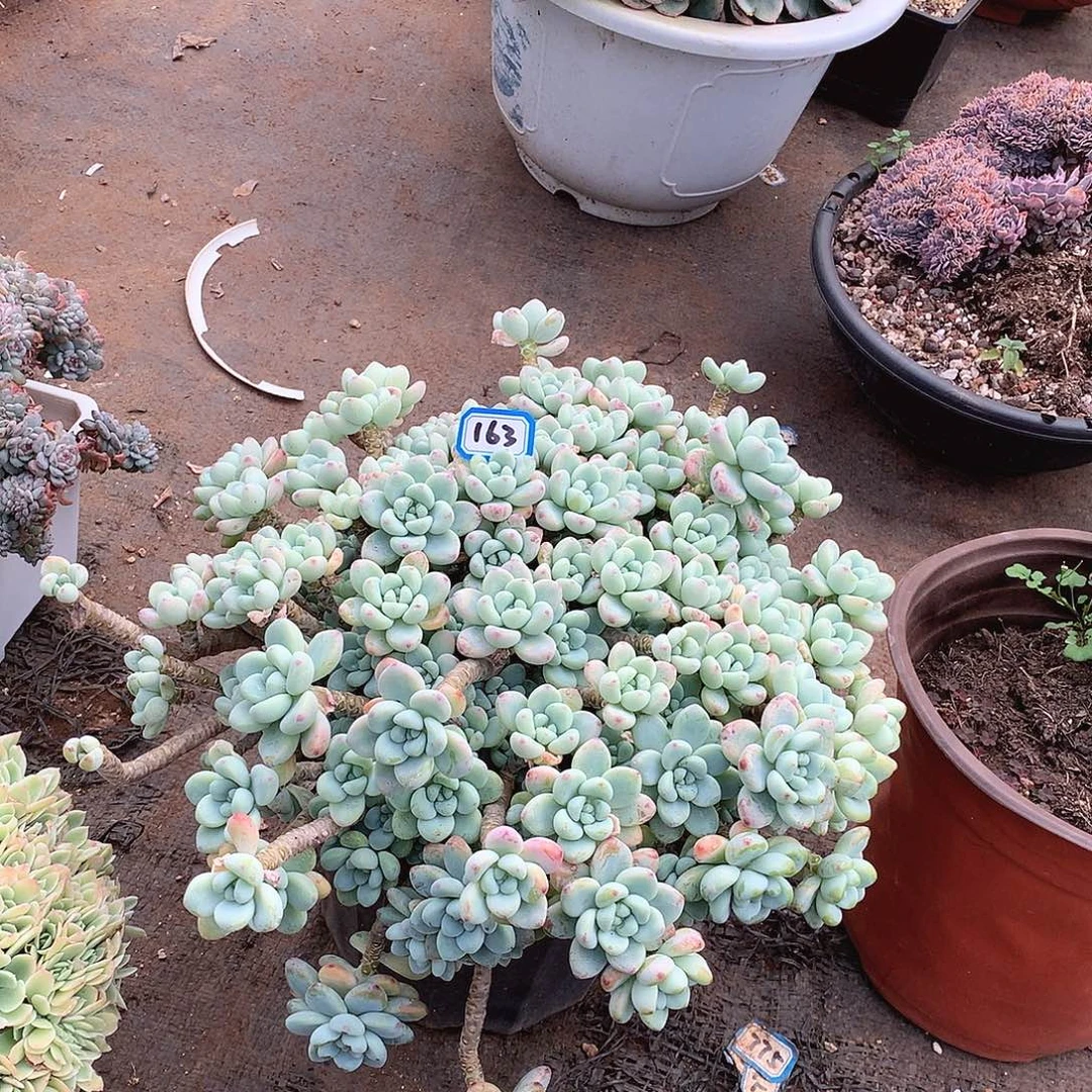 163劳尔一物一拍多肉