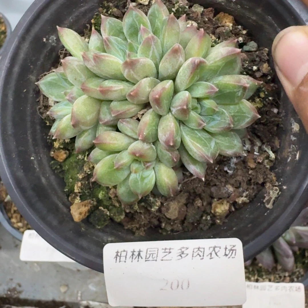 200 美人杂交 一物一拍