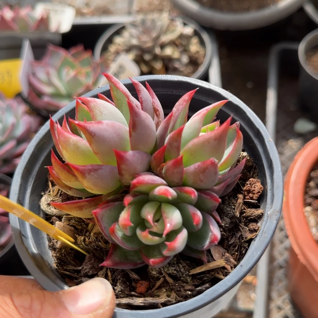 惊鸿一物一拍包装收缩花旱406