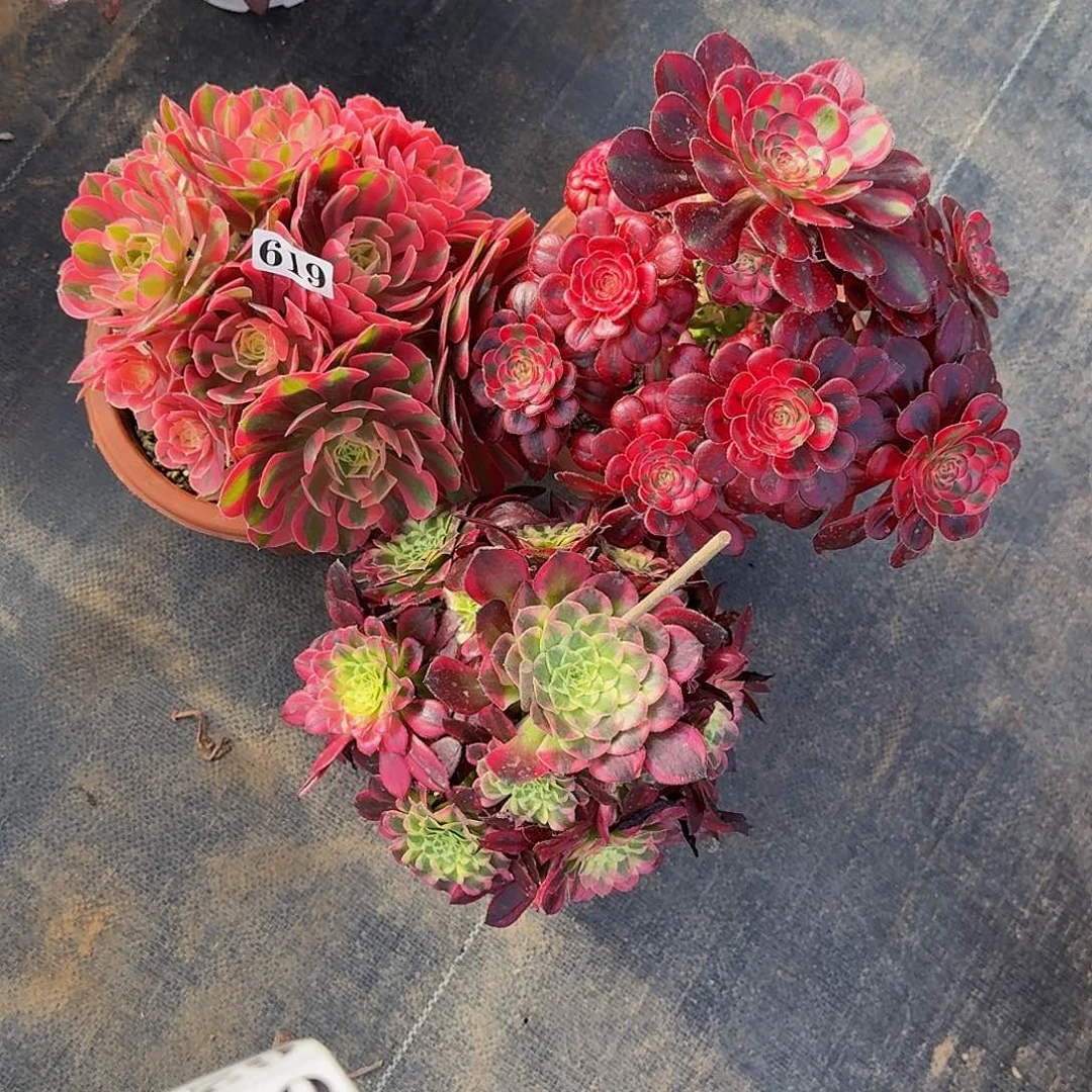 西****姐619粉女巫丽娜天河三颗组合款