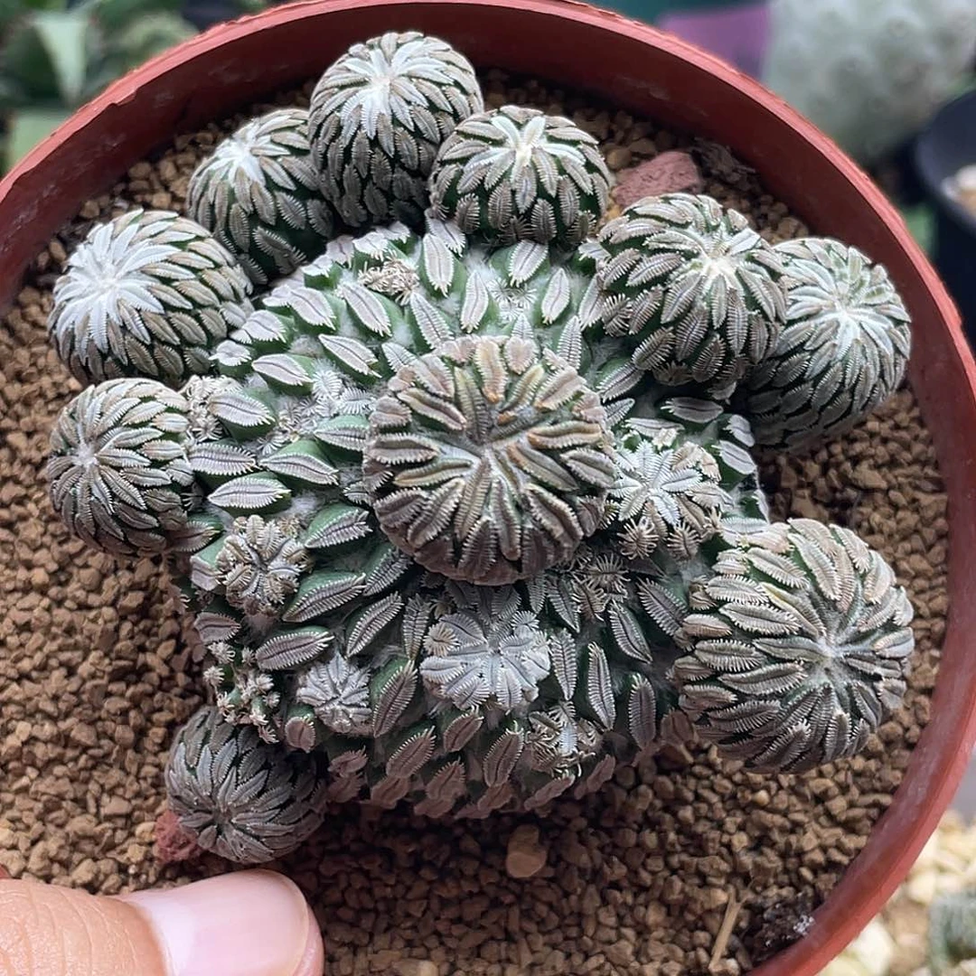 浓赤花精巧丸群生仙人球