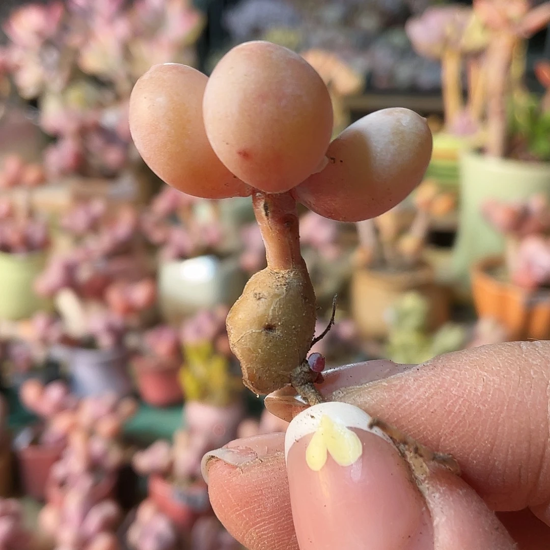 二****烤多肉植物的生长发育与生长发育