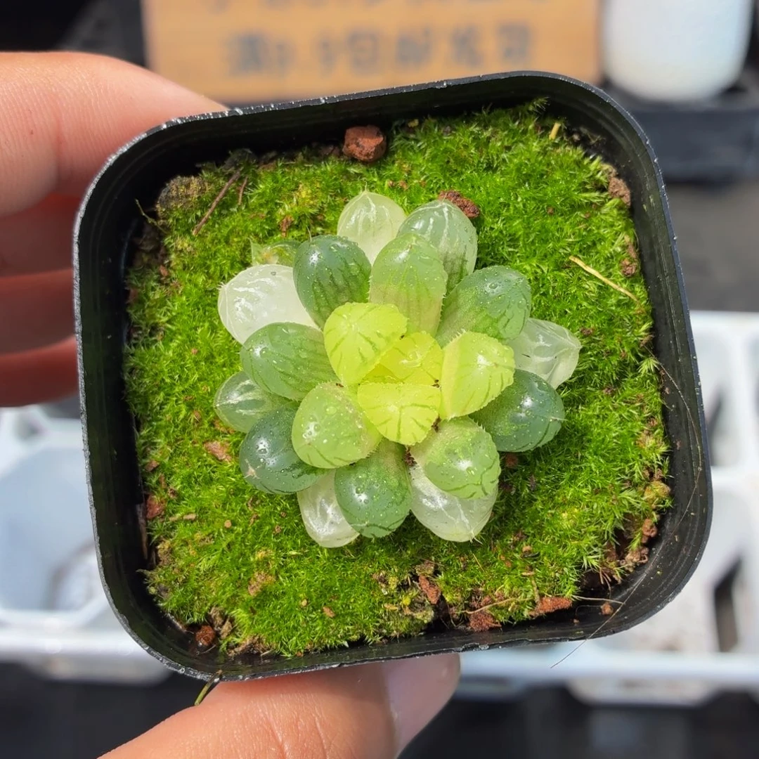 琥珀玉露多肉9.9包邮发货