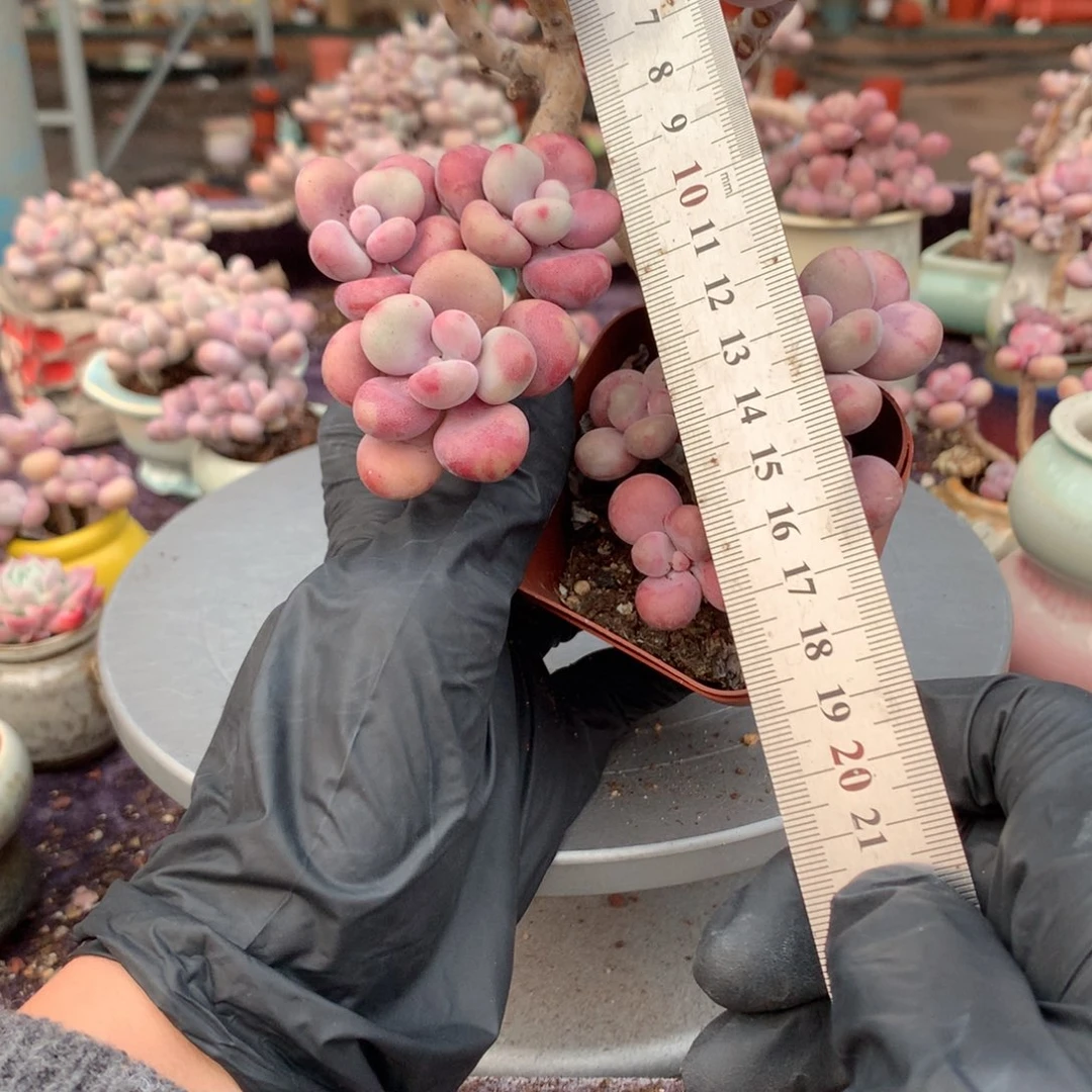 2颗不带盆偏远地区不包邮的