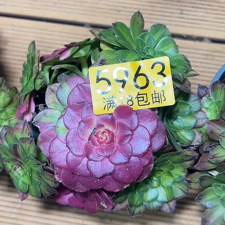 963 无根知否多肉法师锦