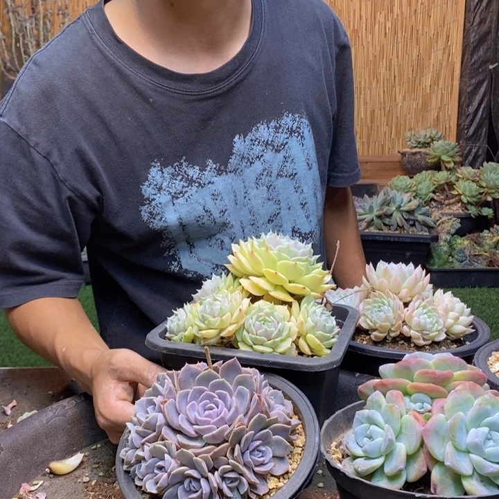 半****426号汉堡多肉植物