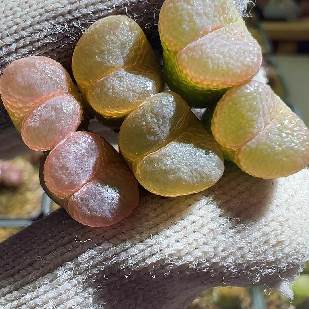 3棵。  双头大红。      可挑。