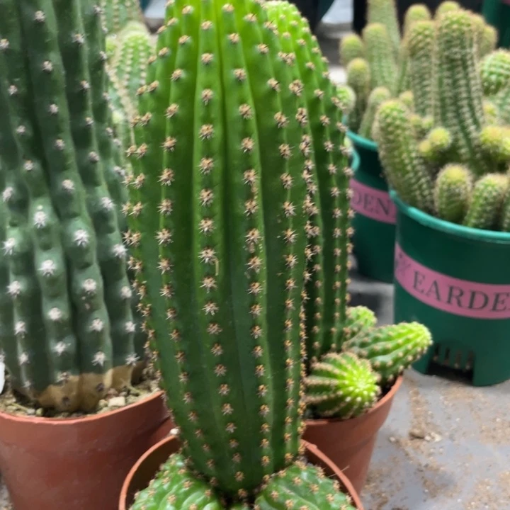 进口金妞金4带仔一杯