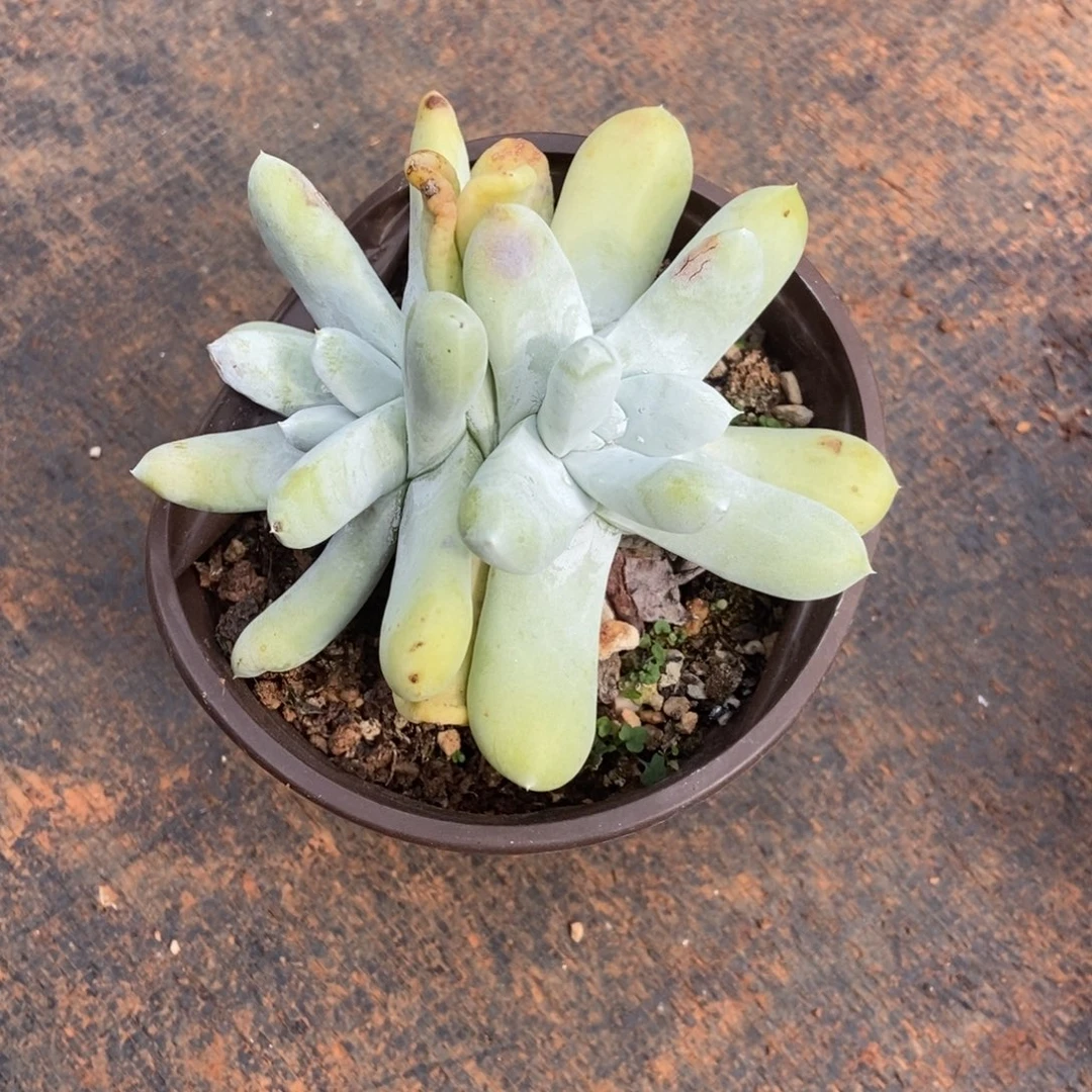 双头红拇指多肉植物啦啦啦