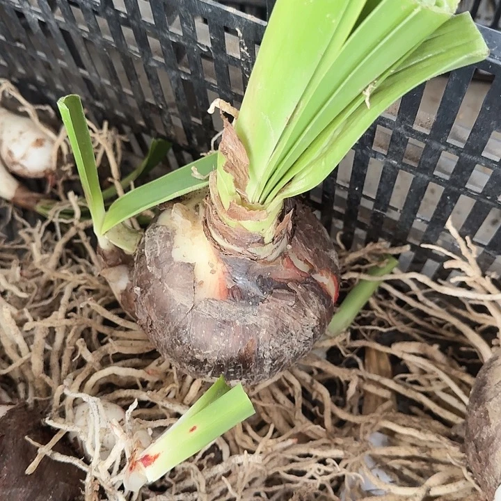 气质美女直径9.5+基地球