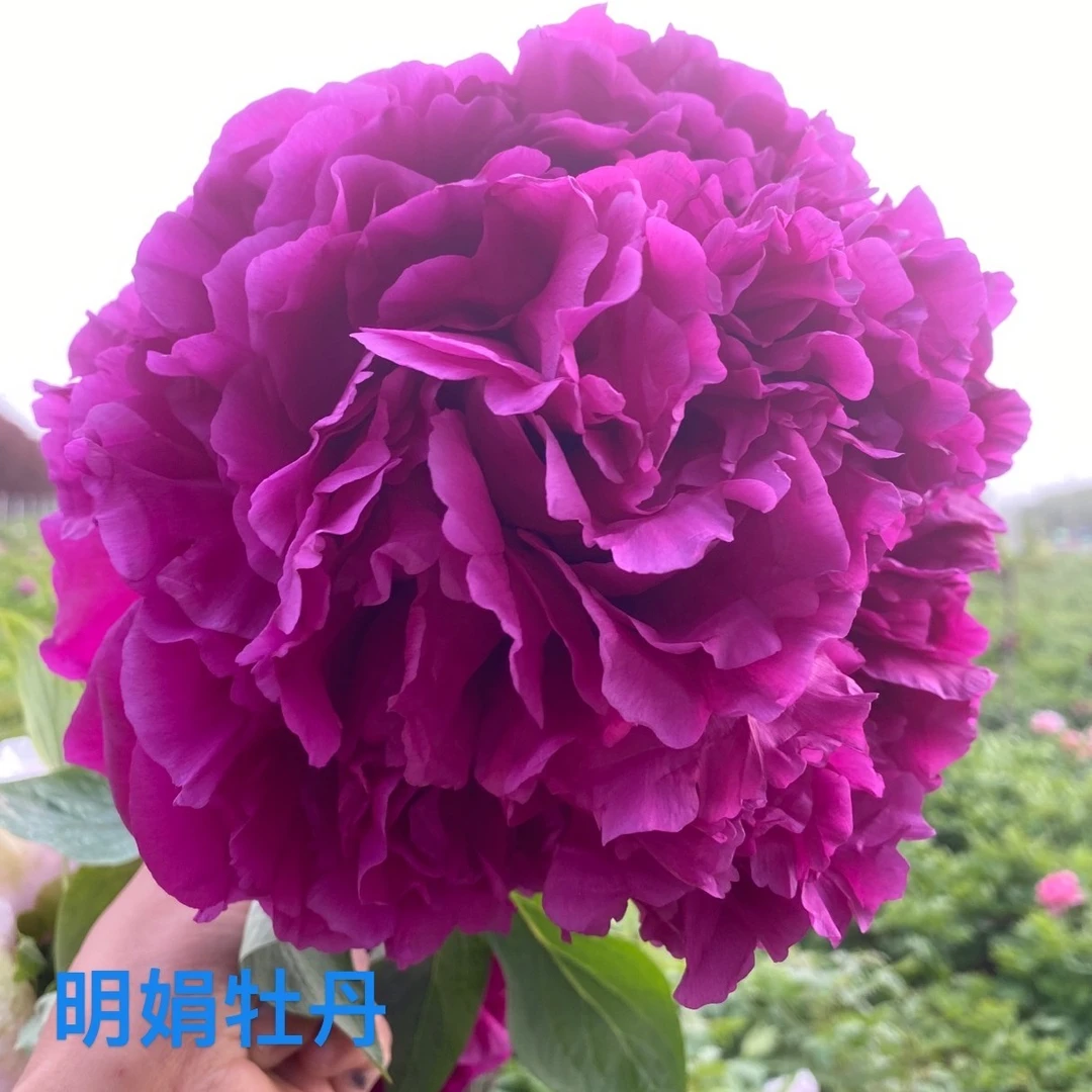 （明娟牡丹）江南名品 彭州紫