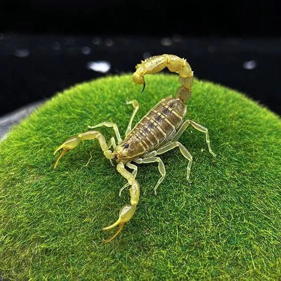 顺丰东亚钳蝎荒漠蝎宠物蝎包活新手经典好养入门爬宠包邮东方神蝎