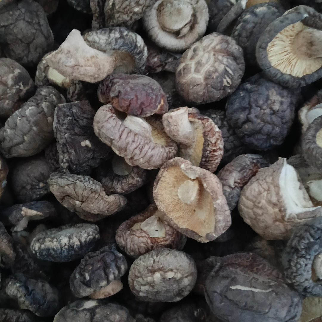 佤乡土特产【小香菇】云南下山货