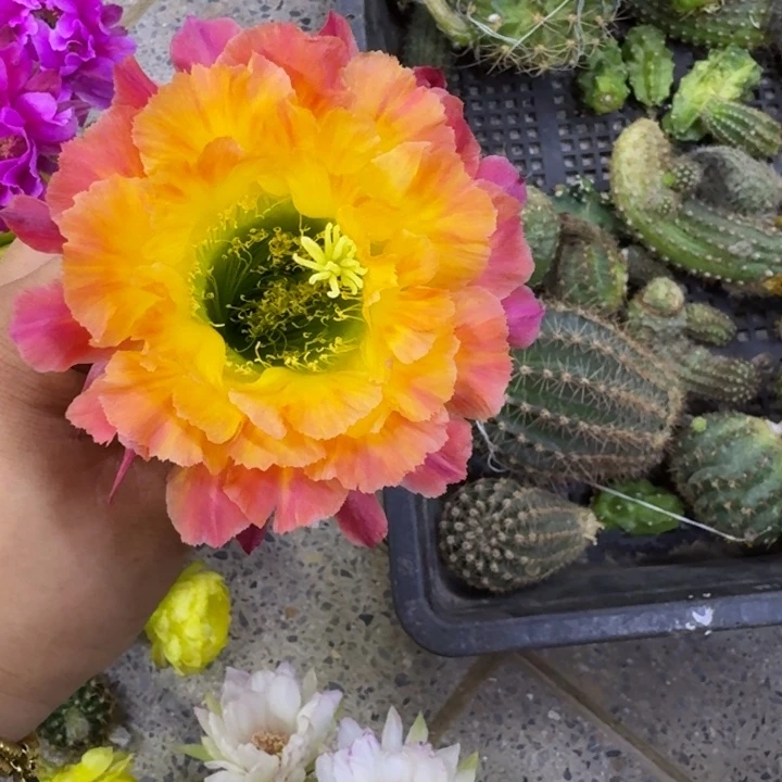 249毛大满贯歪无根牙4公分左右，20包邮