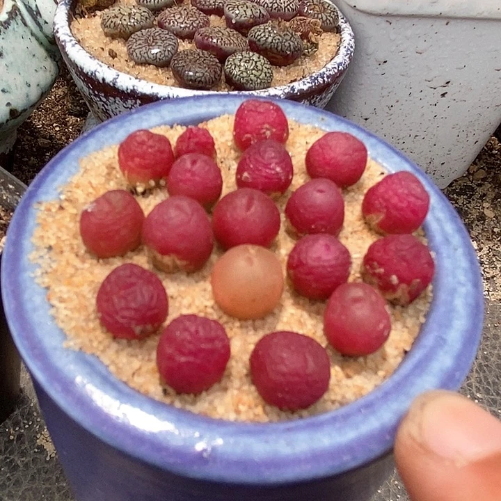 吕氏甜杏sp一颗  买2送1