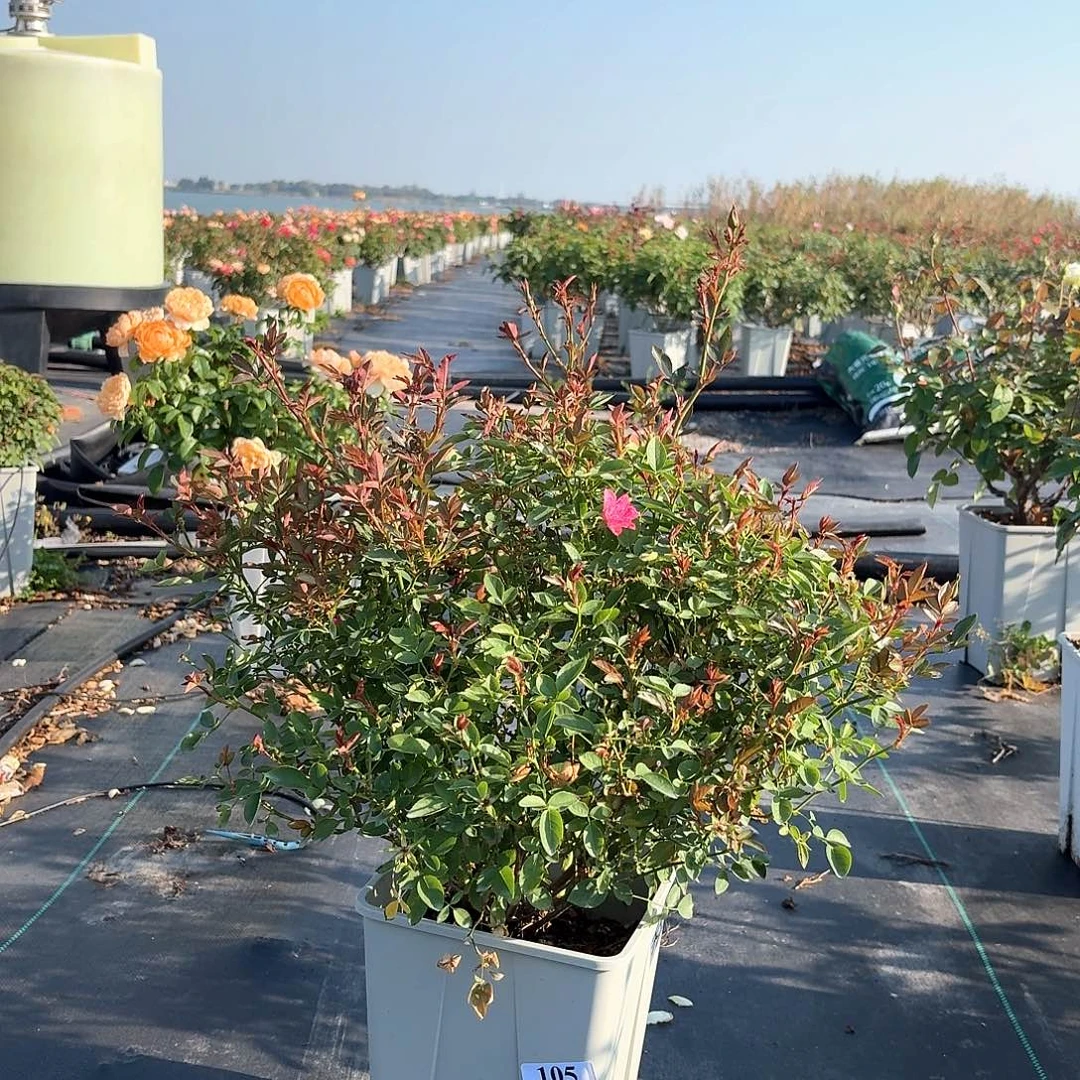 105天河繁星6.5盆