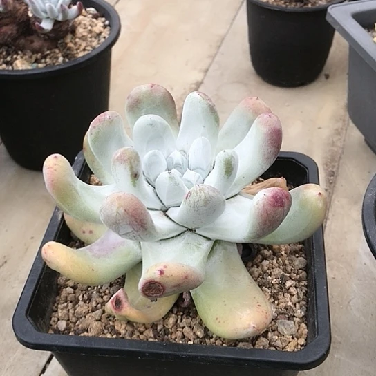 拇指仙女棒仙女棒