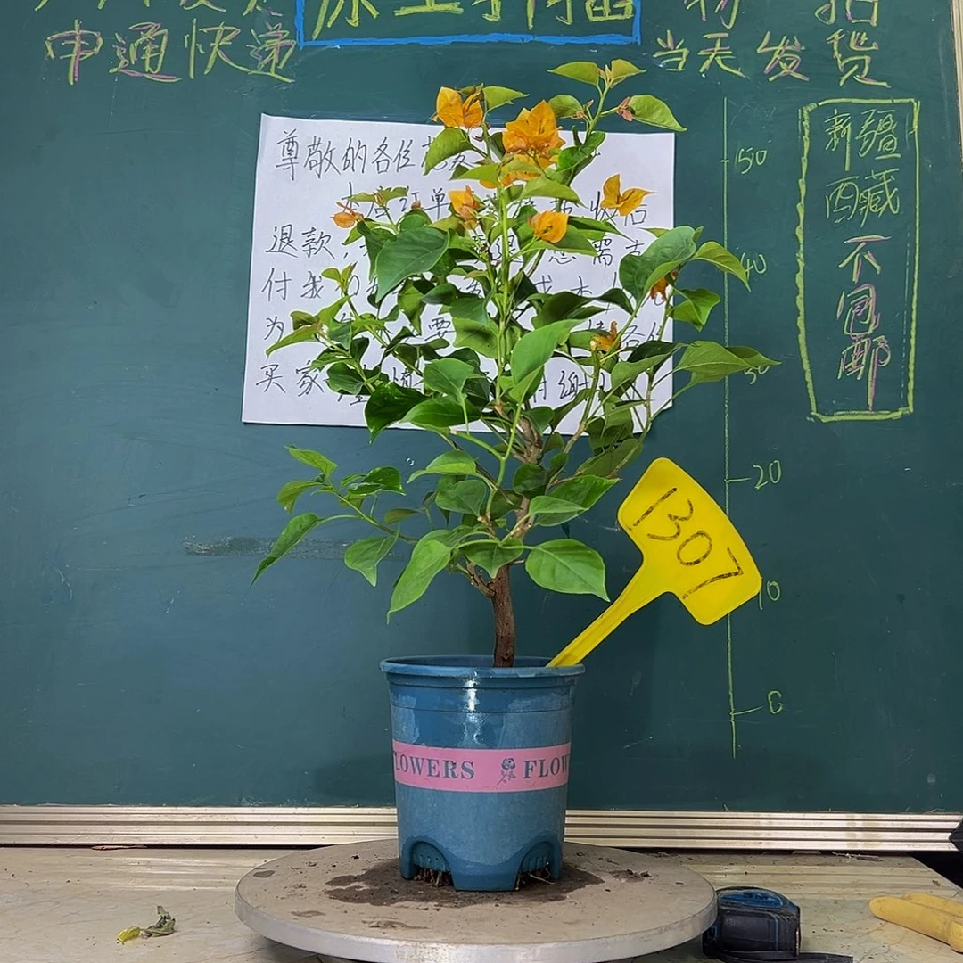 当前无花栽培后可以开花柠檬黄 1307