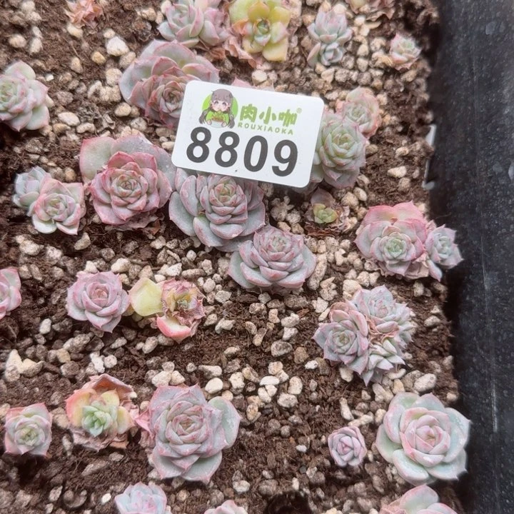 修****?多肉植物多肉植物