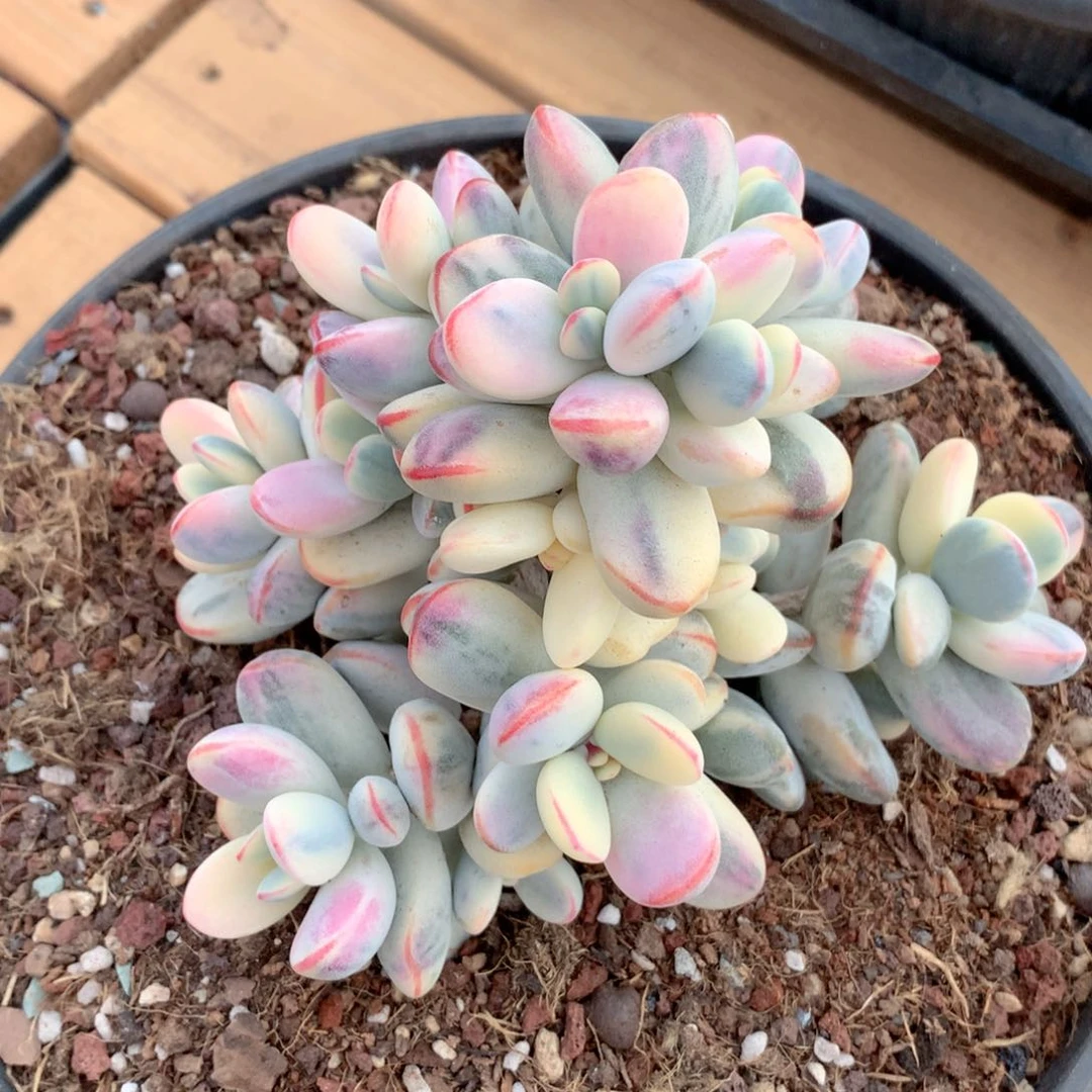 多肉植物一物一拍乒乓福娘锦