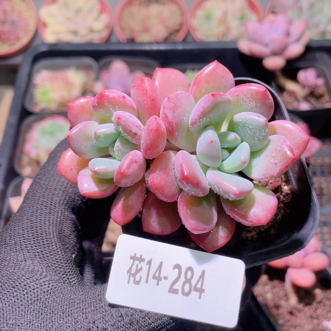 花利美14-284白鹭