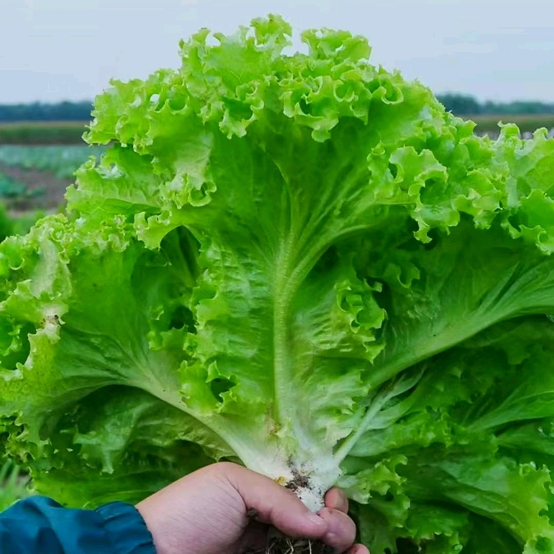 【安心蔬菜】新鲜生菜  1份